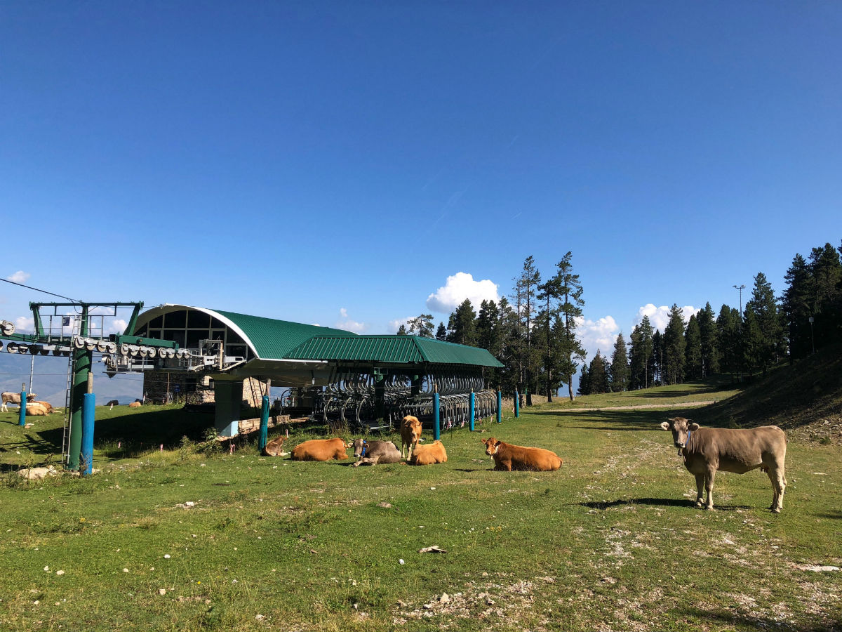 Vacas pastando en la estación de la Masella 