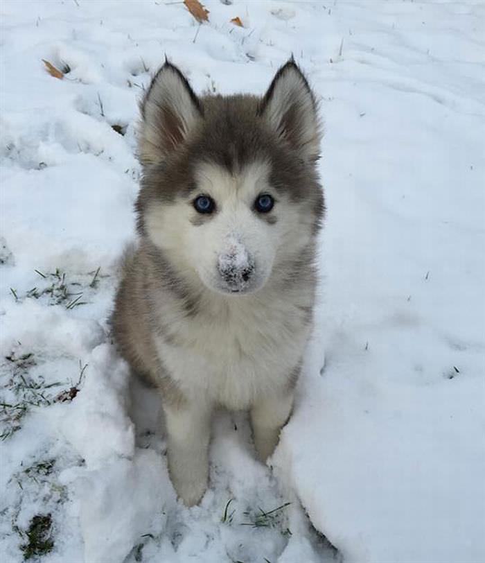 perro-nieve-primera-vez