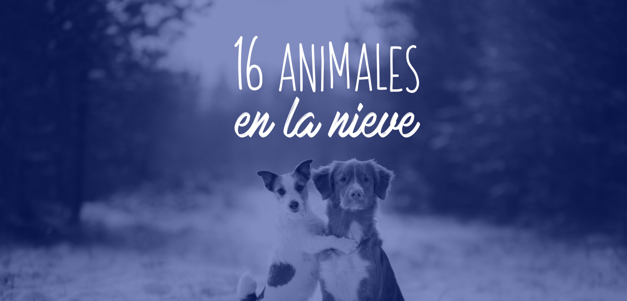 animales-en-la-nieve-primera-vez