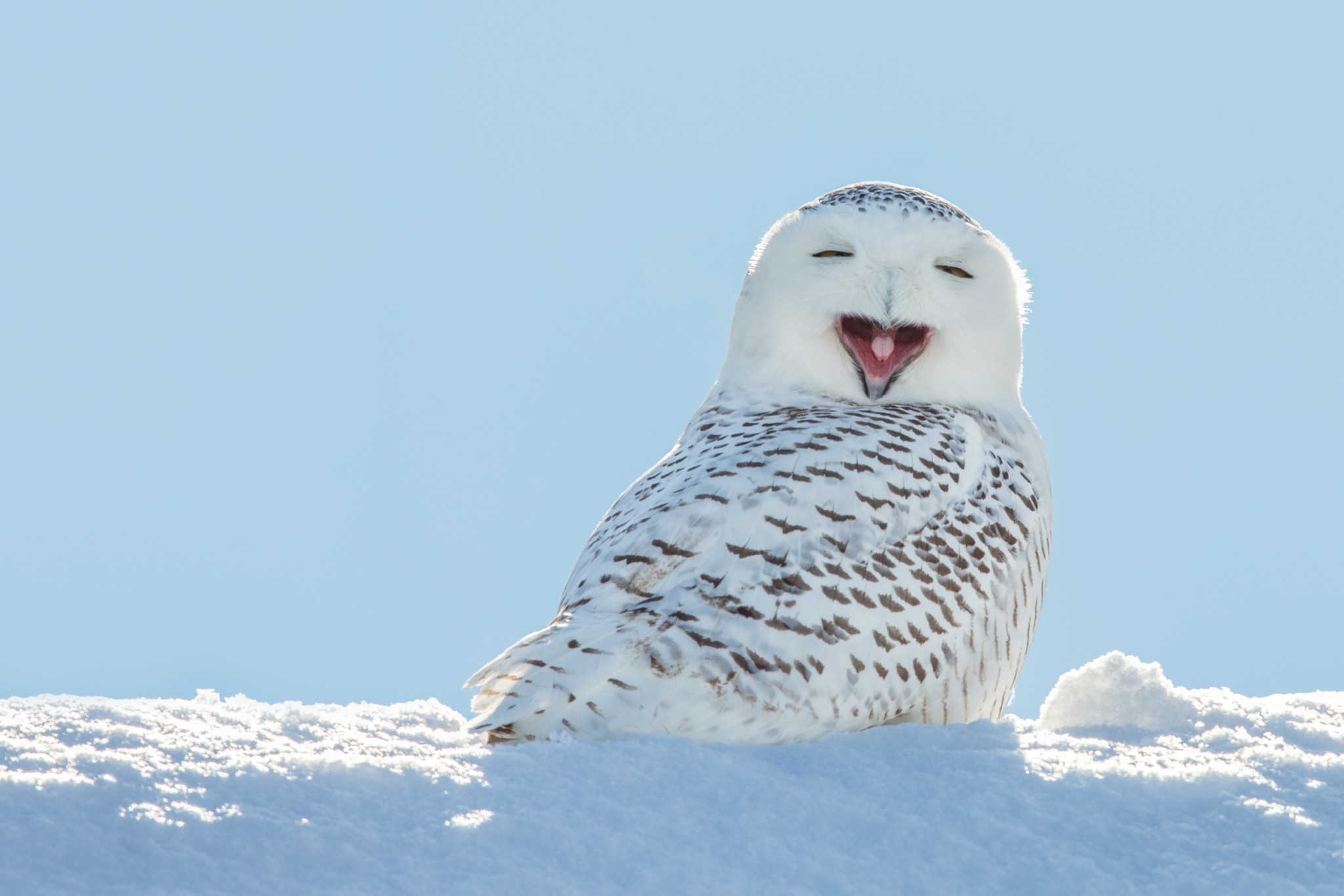 lechuza-nieve