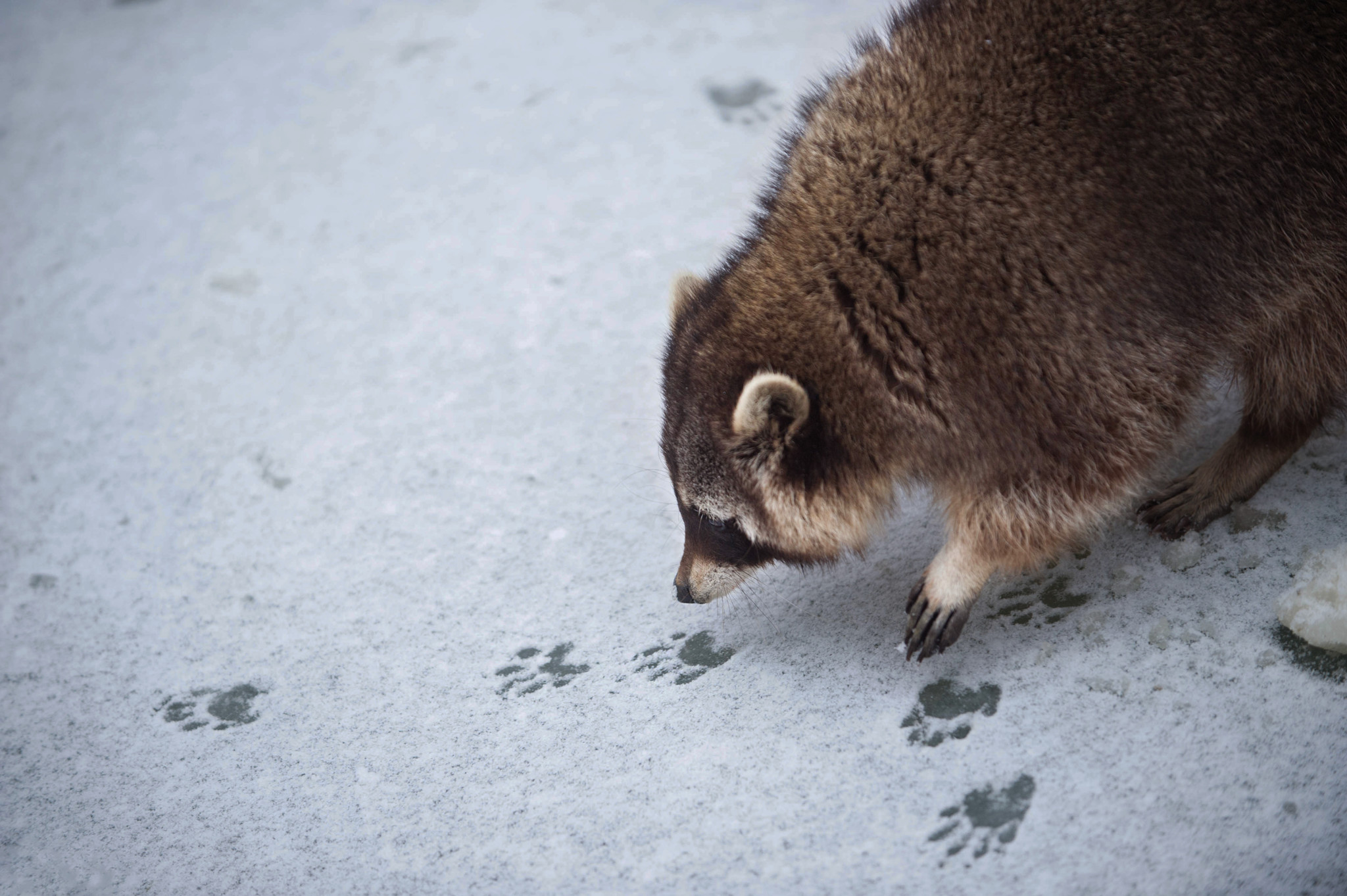 mapache-nieve