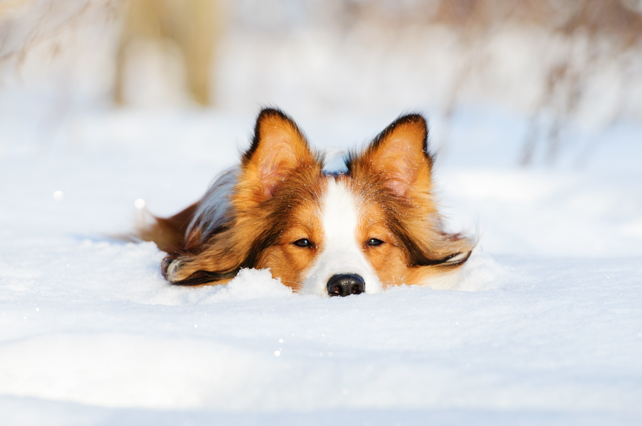 perro-nieve-durmiendo