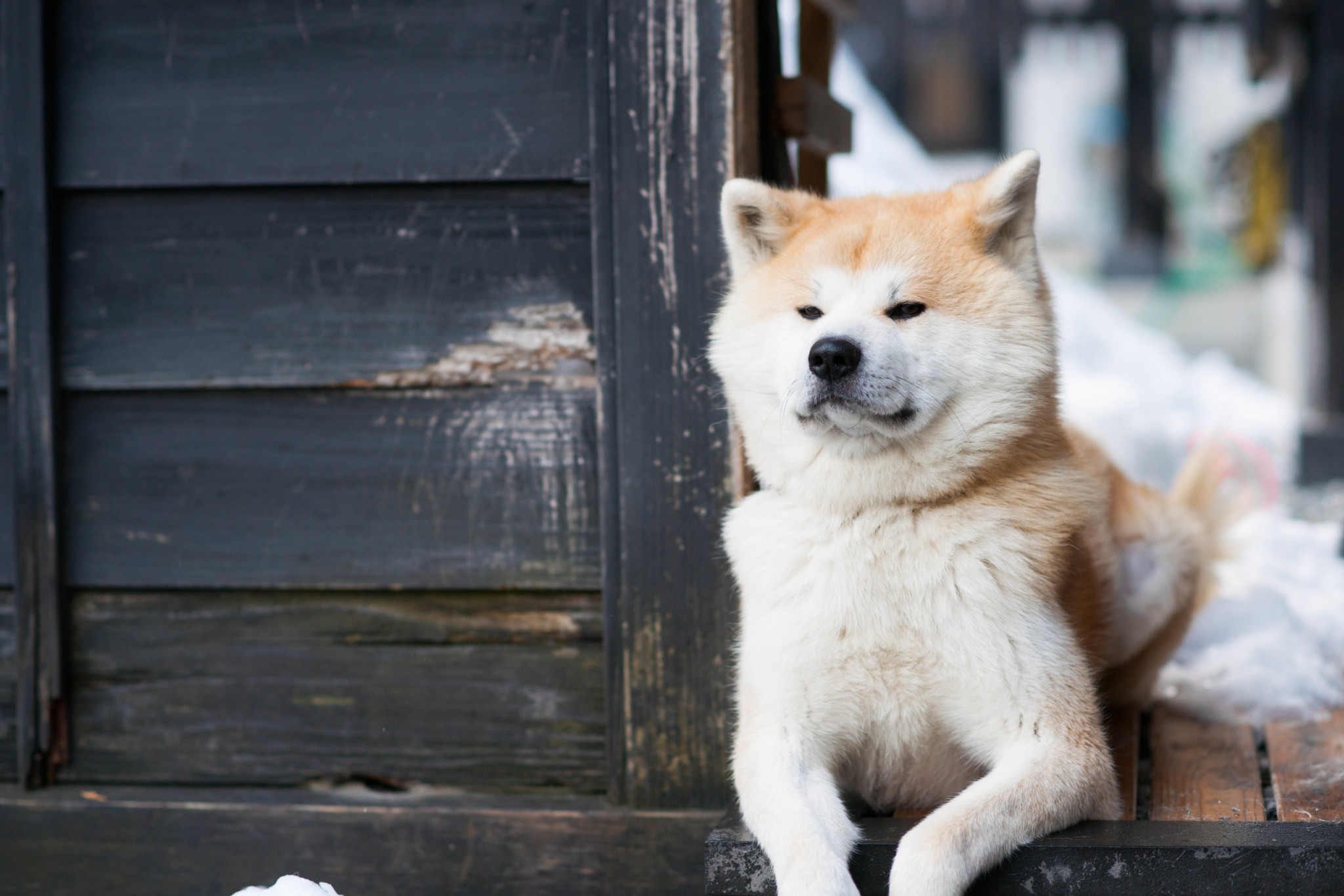 perro-enfadado-nieve