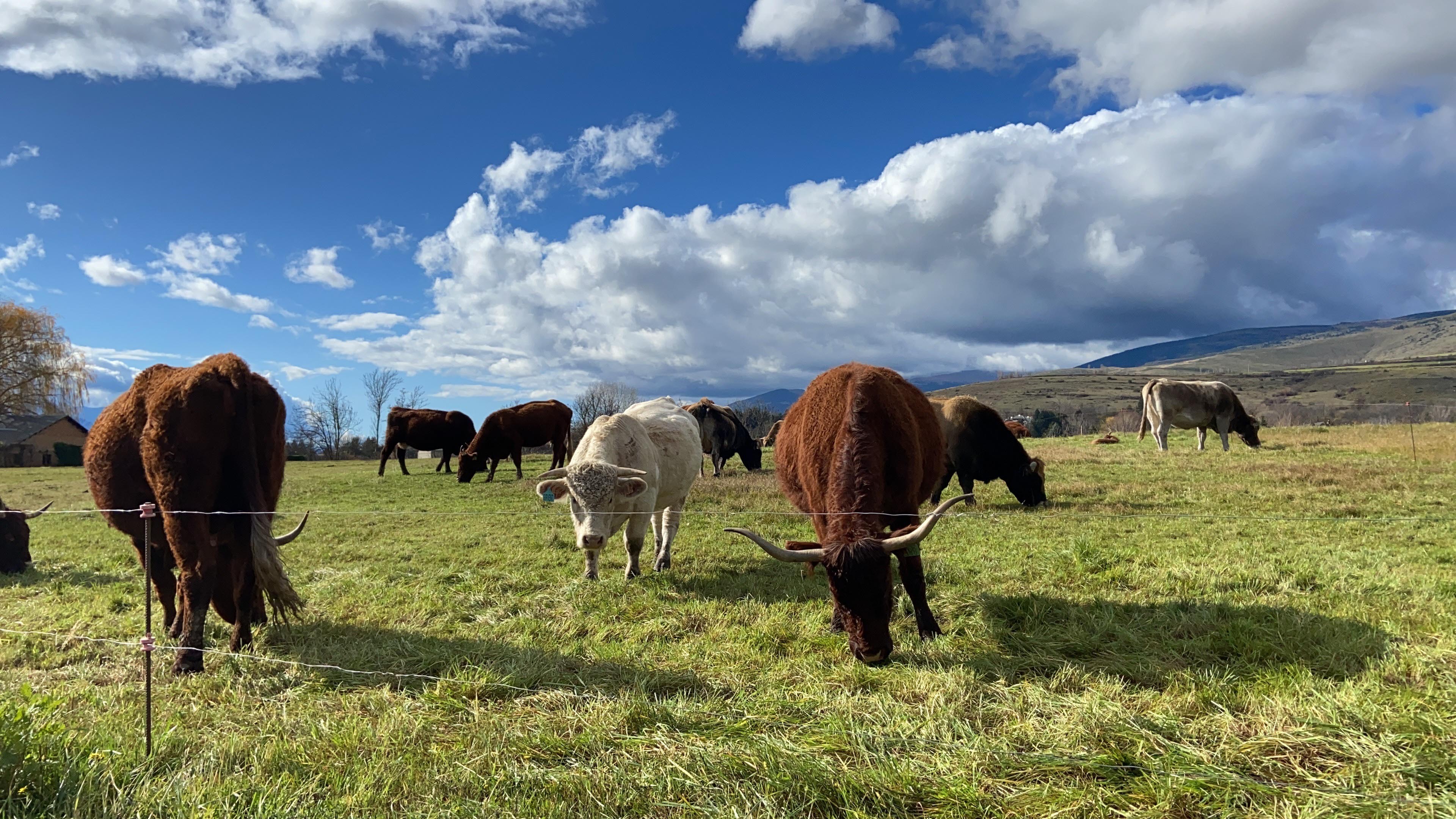 Vacas en un prado en Puigcerdà