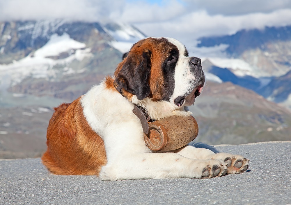 Perro San Bernardo con el característico barril al cuello